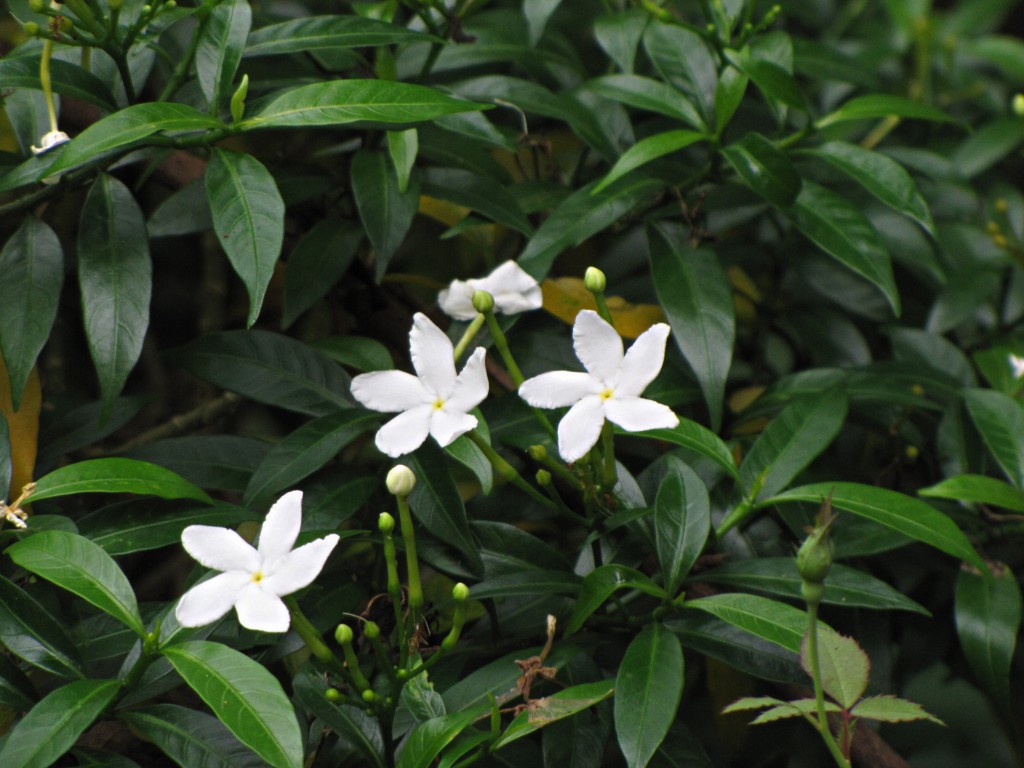Crape Jasmine flower (moonbeam/chandini)