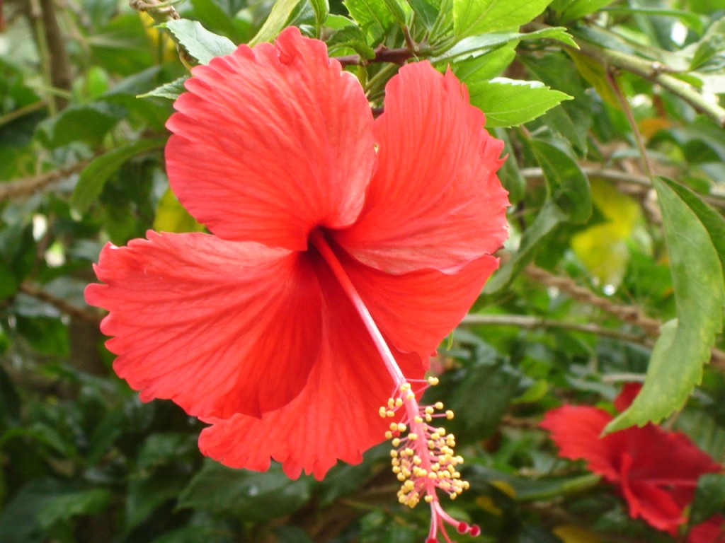 Hibiscus flower (gurhal)