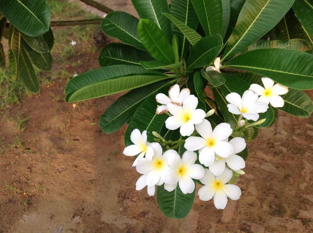 Indian magnolia (champa)