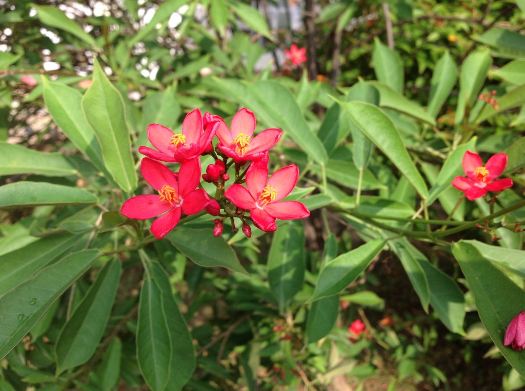 Spicy Jatropha flower