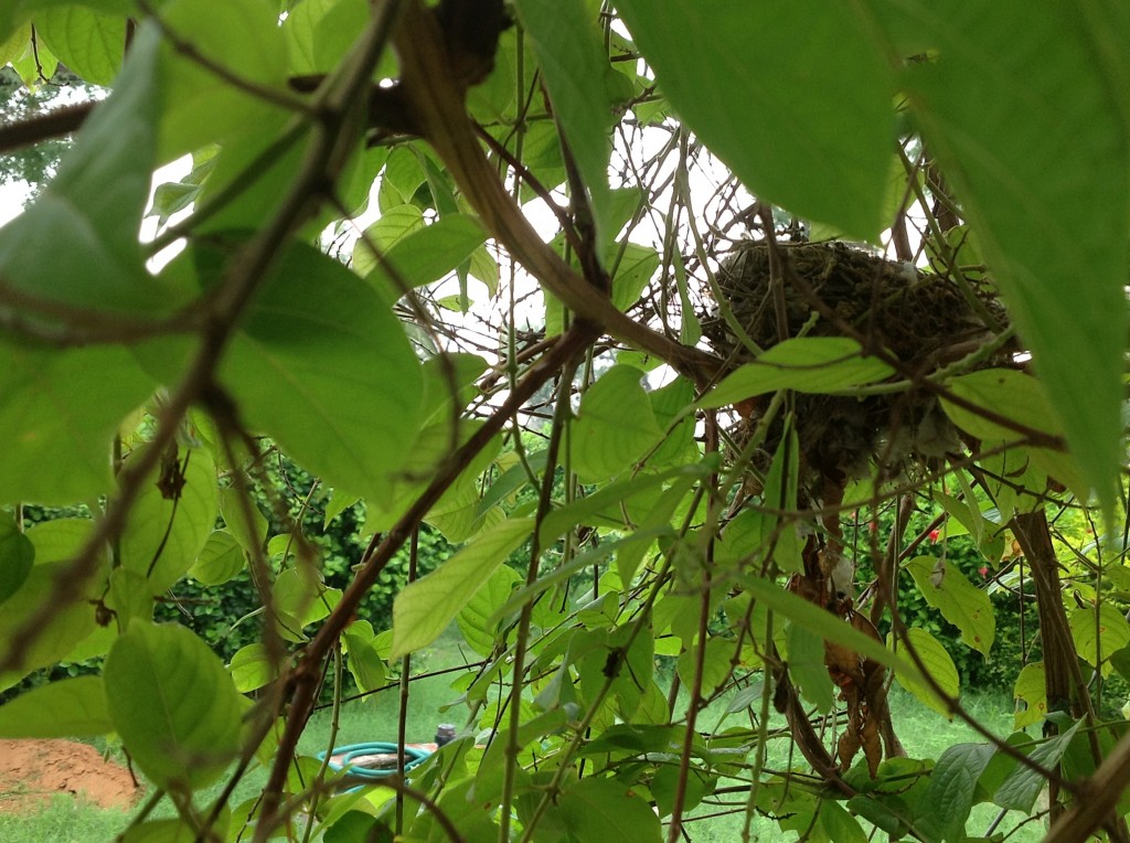 Rangoon creeper Small birds love to build their monsoon nests in its foliage
